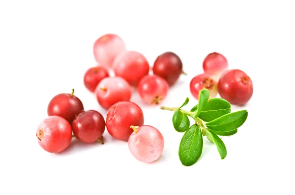 Cowberry — 스톡 사진