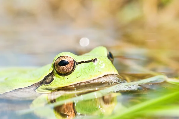 Žába — Stock fotografie