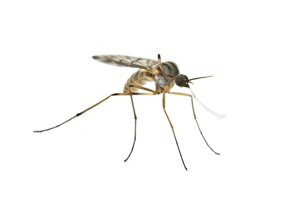 蚊 — ストック写真