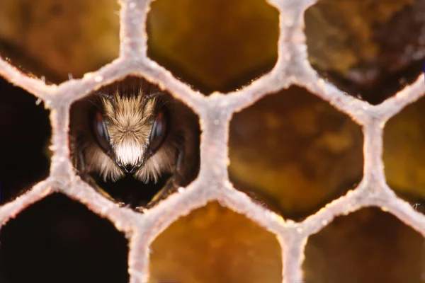 Yong μέλισσα — Φωτογραφία Αρχείου