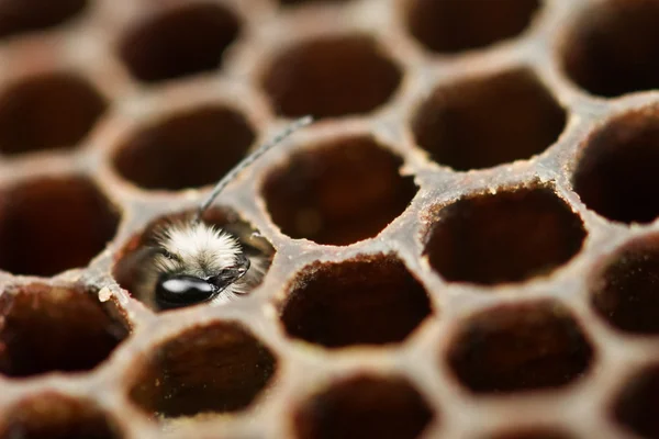 Pszczoła Yong — Zdjęcie stockowe