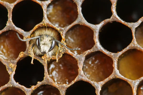 Yong μέλισσα — Φωτογραφία Αρχείου