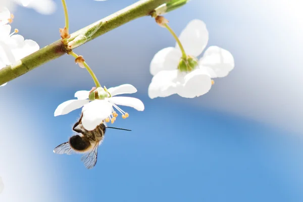 Робоча Бджола — стокове фото