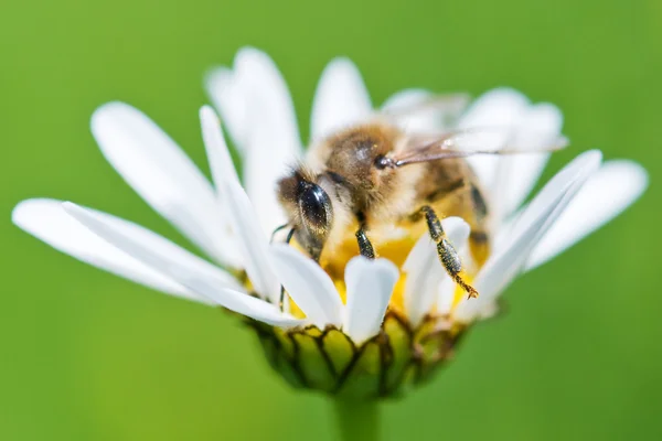 Pracy pszczół — Zdjęcie stockowe