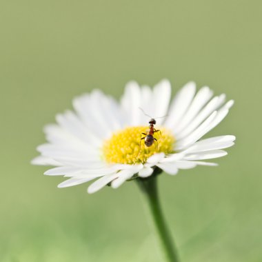 daisy üzerinde kahverengi karınca