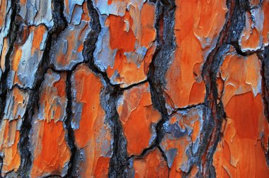 Gum Tree Bark Textures clipart