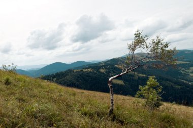 huş ağacı