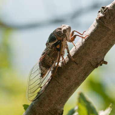 Cicada clipart