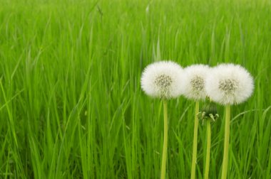 Dandelion clipart