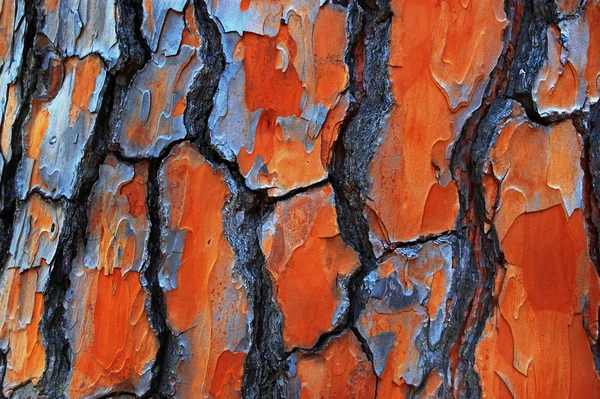 Texturas de casca de árvore de goma — Fotografia de Stock