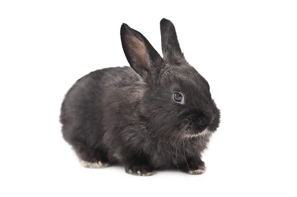 stock image Rabbit