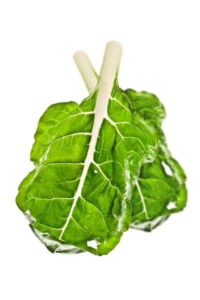 Bok choy leaf — Stock Photo, Image