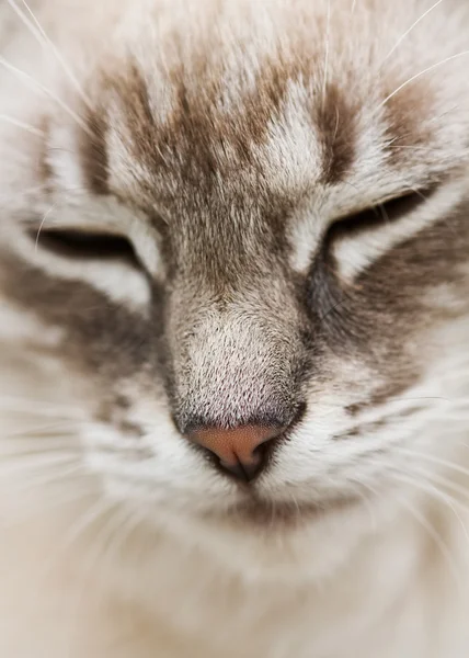 Głowa kota — Zdjęcie stockowe