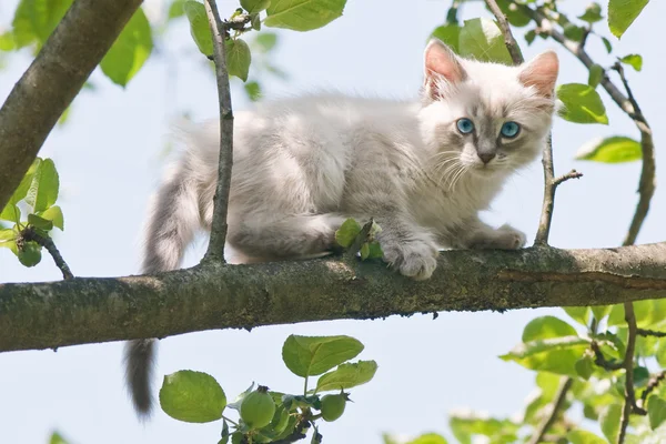 Маленькая кошка на дереве — стоковое фото