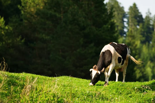 ベージュ放牧牛 — ストック写真