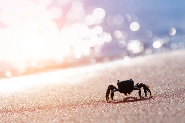 Crab — Stock Photo, Image
