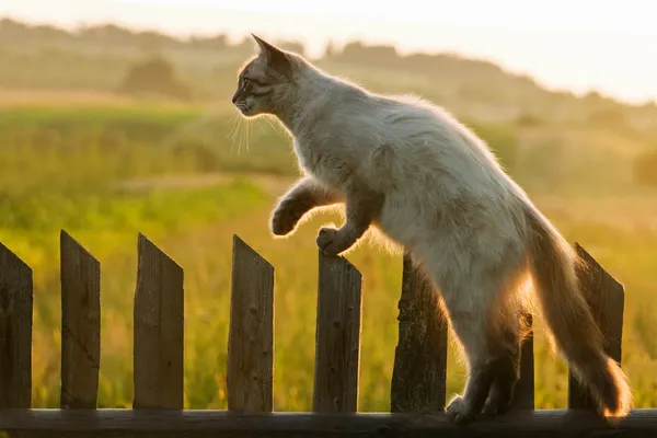Cat on fence — Stock Photo, Image