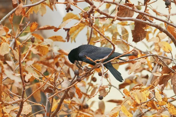 Crow — Stock Photo, Image