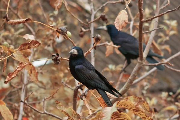 Two crow — Stock Photo, Image