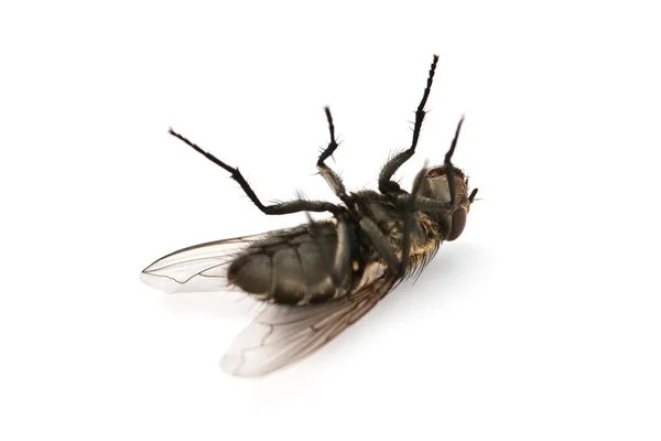 Мертвая муха — стоковое фото