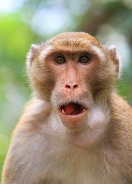 Macaque monkey clipart