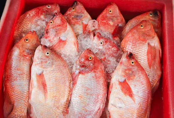 Red Snapper — Stock Photo, Image