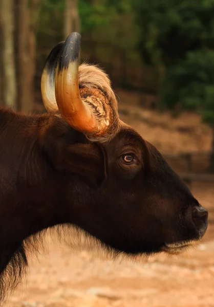 Yakın çekim bison — Stok fotoğraf