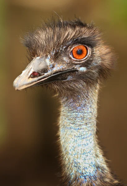 Detail emu — Stock fotografie