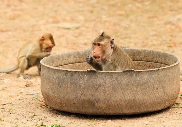 Mono macaco — Foto de Stock