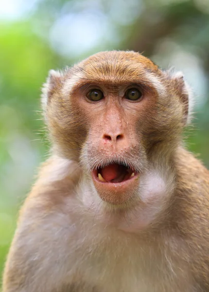 Macaque monkey — Stock Photo, Image