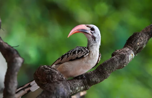 Redbilled-Hornbill — Stock fotografie