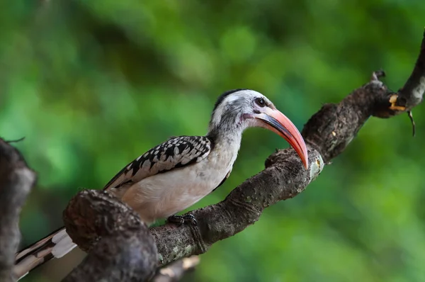 Hornbill redbilled — Fotografia de Stock
