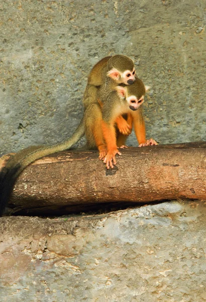 Squirrel monkey — Stock Photo, Image