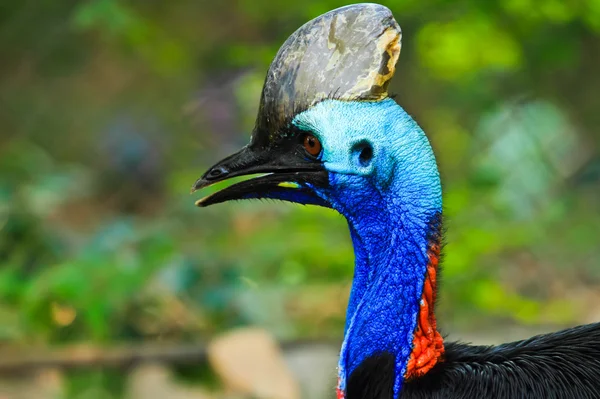 Pájaro colorido —  Fotos de Stock