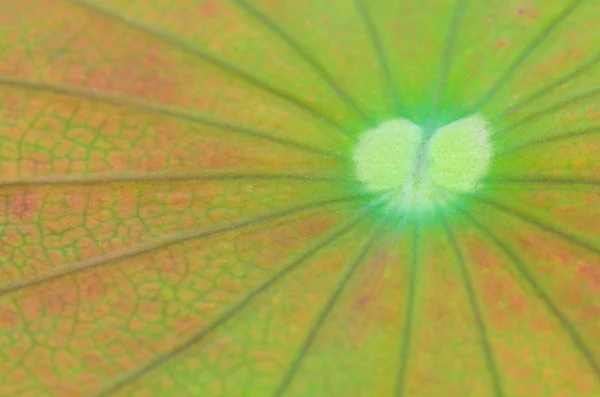 Liść lotosu — Zdjęcie stockowe