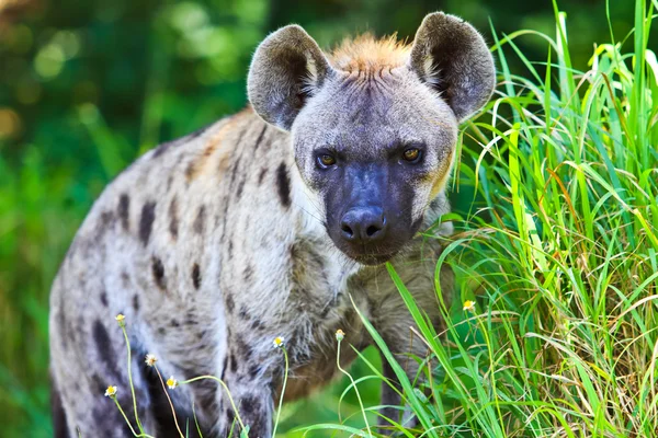 Porttrait hyena — Stock fotografie