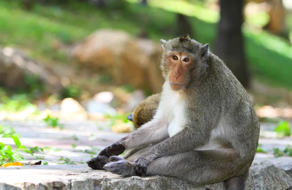 Macaque monkey — Stock Photo, Image