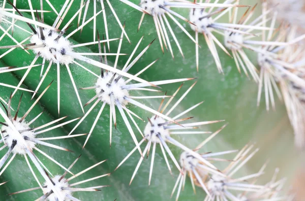 stock image Closeup cactus