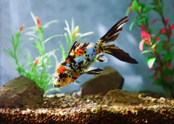 Акваріумні риби — стокове фото