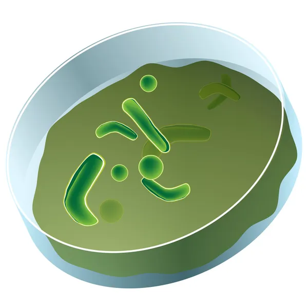 Petri plato de bacterias — Vector de stock