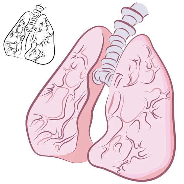 Menselijke longen set — Stockvector