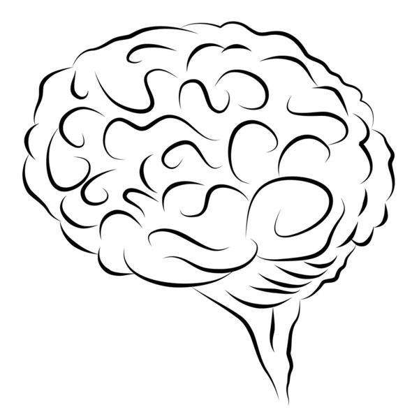 Elegant Human Brain Design Element — Stock Vector