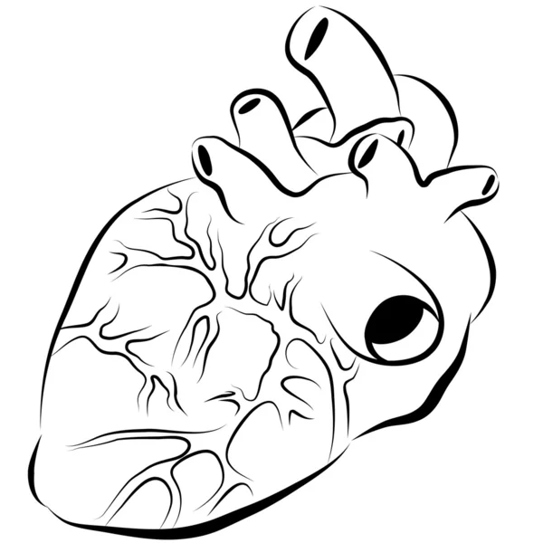 Lidské srdce tušové malby — Stockový vektor