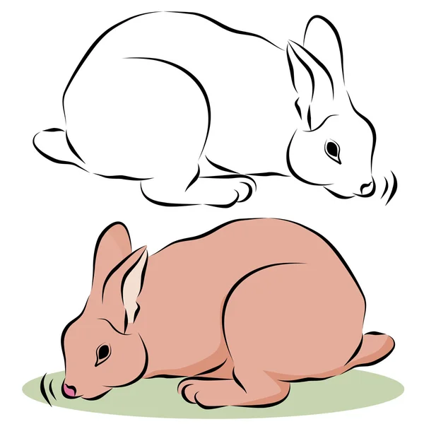 Bunny Rabbit Sniffing — Stock Vector