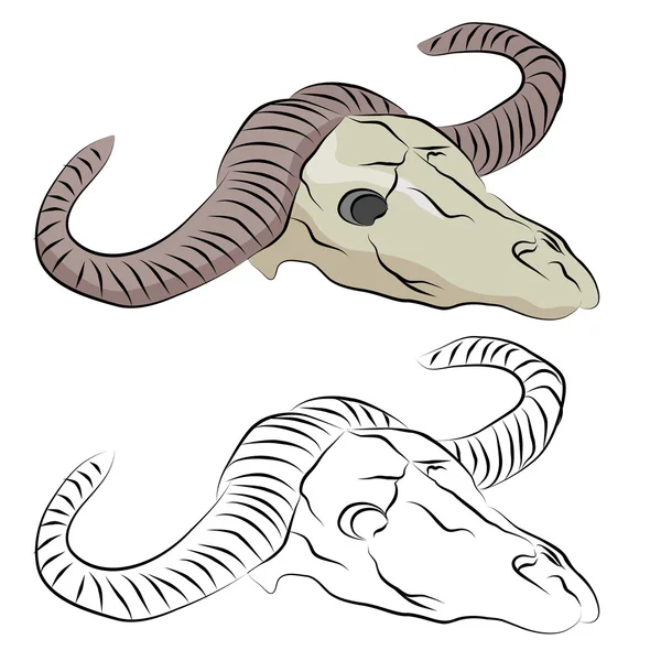 牛の頭蓋骨の線の描画 — ストックベクタ
