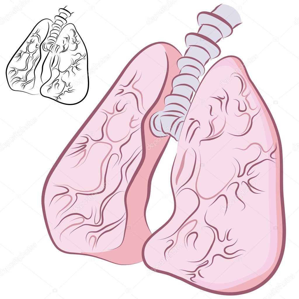 Human Lung Set — Stock Vector © cteconsulting #5730341