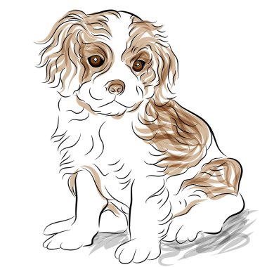 Posed Cavalier King Charles Spaniel Puppy Dog clipart