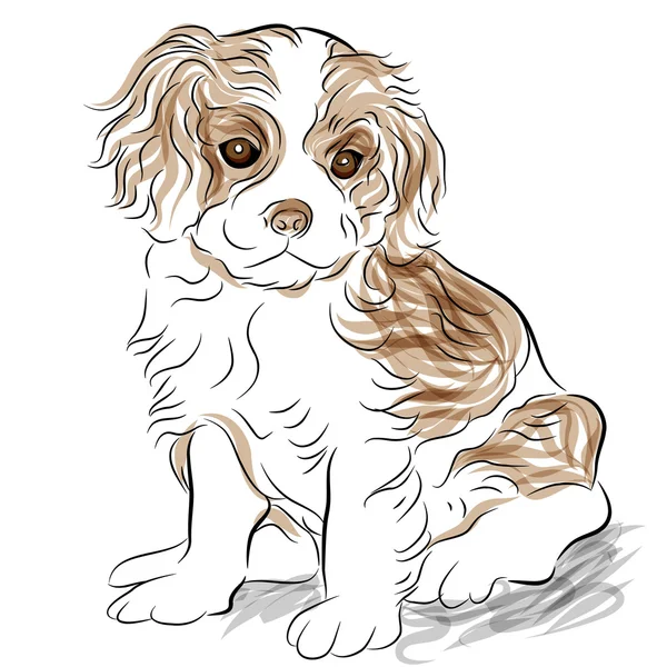 Posed Cavalier King Charles Spaniel cachorro perro — Vector de stock
