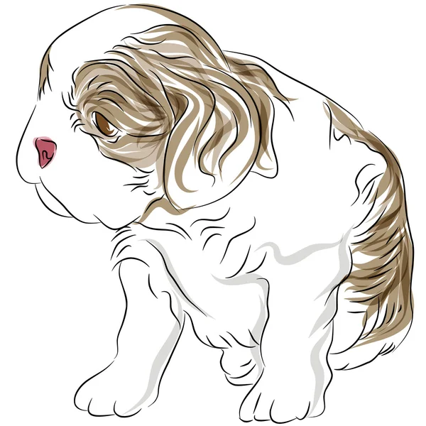 Cavalier rey Carlos Spaniel cachorro perro dibujo — Archivo Imágenes Vectoriales