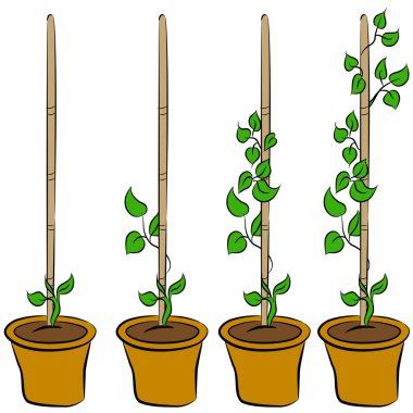 Growing Plant Stages clipart